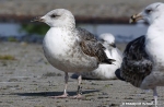 Lesser Black-backed Gull
