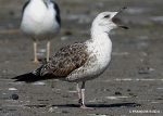 Lesser Black-backed Gull