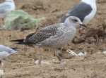 Lesser Black-backed Gull