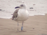 Lesser Black-backed Gull