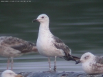 Lesser Black-backed Gull