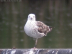 Lesser Black-backed Gull