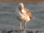 Lesser Black-backed Gull