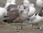 Lesser Black-backed Gull