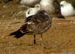 Lesser Black-backed Gull