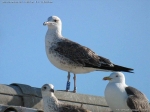 Lesser Black-backed Gull