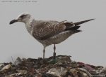 Lesser Black-backed Gull