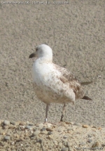 Lesser Black-backed Gull