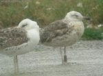 Lesser Black-backed Gull