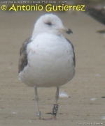 Lesser Black-backed Gull