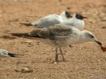 Lesser Black-backed Gull