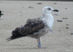 Lesser Black-backed Gull