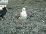 Lesser Black-backed Gull