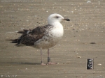 Lesser Black-backed Gull
