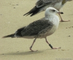 Lesser Black-backed Gull