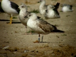 Lesser Black-backed Gull