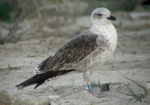 Lesser Black-backed Gull