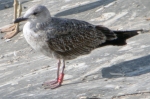 Lesser Black-backed Gull
