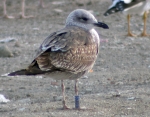 Lesser Black-backed Gull