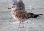 Lesser Black-backed Gull