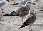 Lesser Black-backed Gull