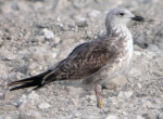 Lesser Black-backed Gull
