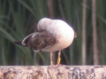 Lesser Black-backed Gull
