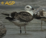 Lesser Black-backed Gull