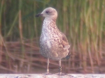 Lesser Black-backed Gull
