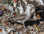 Lesser Black-backed Gull