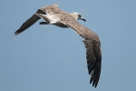 Lesser Black-backed Gull