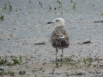 Lesser Black-backed Gull