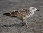 Lesser Black-backed Gull