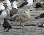 Lesser Black-backed Gull
