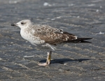 Lesser Black-backed Gull