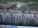 Lesser Black-backed Gull