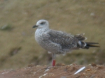 Lesser Black-backed Gull