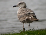Lesser Black-backed Gull