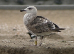 Lesser Black-backed Gull