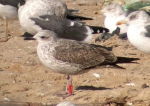 Lesser Black-backed Gull