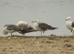 Lesser Black-backed Gull