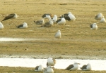 Lesser Black-backed Gull