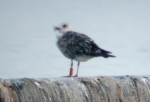 Lesser Black-backed Gull
