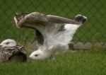Lesser Black-backed Gull