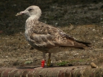 Lesser Black-backed Gull