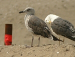 Lesser Black-backed Gull