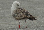 Lesser Black-backed Gull