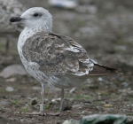 Baltic Gull