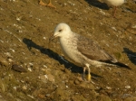 Lesser Black-backed Gull