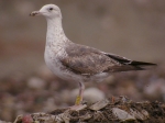 Lesser Black-backed Gull